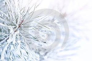 Charming frozen branches on winter background