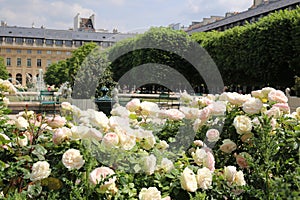 The charming garden in Palais-Royal Gardens in Paris