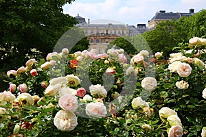 The charming garden in Palais-Royal Gardens in Paris