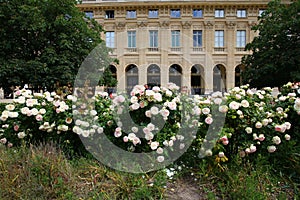 The charming garden in Palais-Royal Gardens in Paris