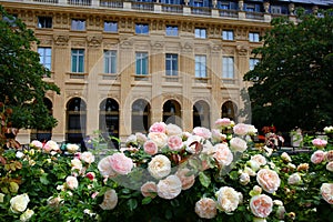 The charming garden in Palais-Royal Gardens in Paris