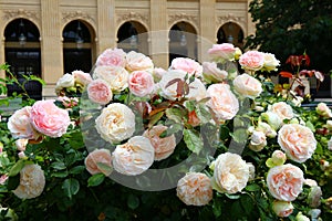 The charming garden in Palais-Royal Gardens in Paris