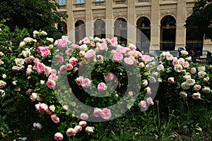 The charming garden in Palais-Royal Gardens in Paris