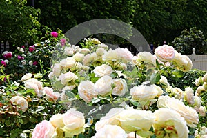 The charming garden in Palais-Royal Gardens in Paris