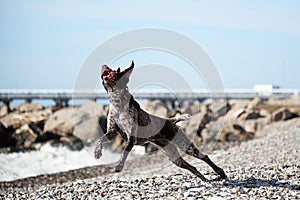 Charming German hunting dog breed with drooping ears. Beautiful young brown shorthaired pointer jumps up on background of sea and
