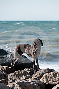 Charming German hunting dog breed with drooping ears walks in nature. Beautiful young brown shorthaired pointer stands on large