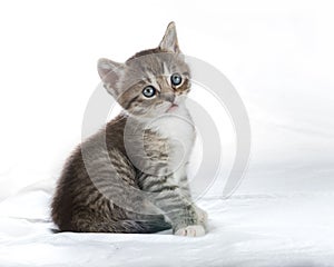 Charming gray kitten on a white background, looking into the camera with its large eyes