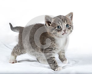 Charming gray kitten on a white background, looking into the camera with its large eyes