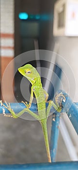 charming green chameleon