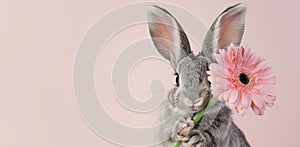 A charming grey bunny holding a pink gerbera, against a soft pink background, highlighting purity and tenderness