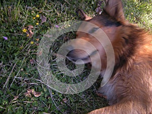 Charming hairy brown dog lying dog in the park.