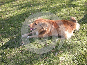 Charming hairy brown dog lying dog in the park.