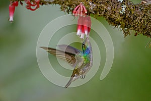Charming Hummingbird in Costa Rica photo