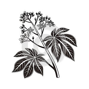 Charming Jatropha Design for Interiors