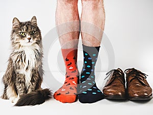 Charming kitten and men`s legs. Studio photo