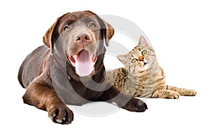 Charming Labrador dog and cat Scottish Straight lying together