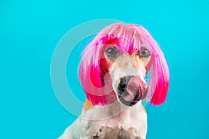 Charming lady dog licking in pink wig on blue background.