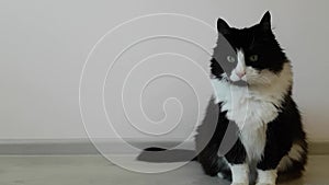 Charming large adult black and white fluffy cat against the gray wall in the room. Domestic cat sitting and looking at the camera