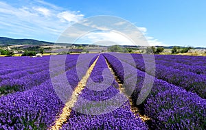 A charming lavender field in Provence, France