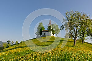 Charming little church of Sveti Tomaz Saint Thomas on a hill with blooming dandelions. Sunny spring morning in Skofja Loka,