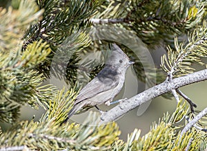 Juniper Titmouse