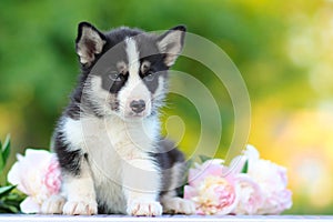 Charming little puppy among flowers