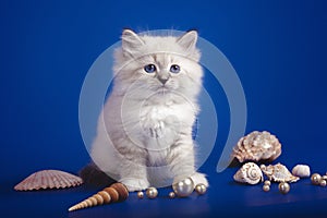 Charming little white kitten three-month with blue eyes posing on a sea background. Kitten with shells and pearls.
