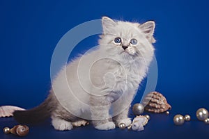 Charming little white kitten three-month with blue eyes posing on a sea background. Kitten with shells and pearls.