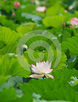 Charming lotus