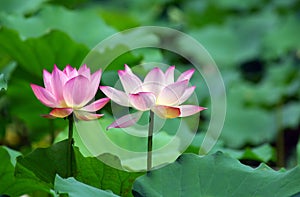 Charming lotus