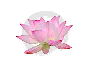 Charming lotus