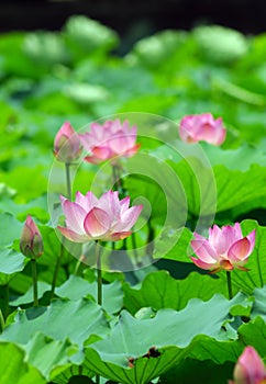 Charming lotus