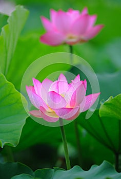 Charming lotus