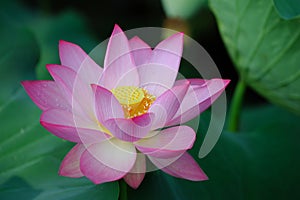 Charming lotus