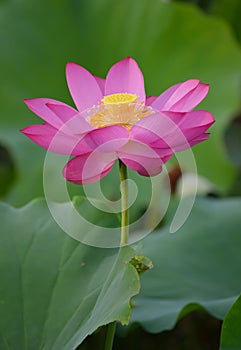 Charming lotus