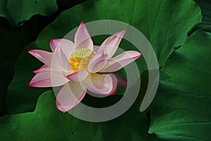 Charming lotus