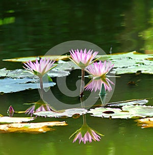 Charming lotus