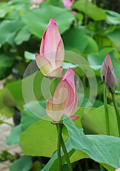 Charming lotus bloom in pond