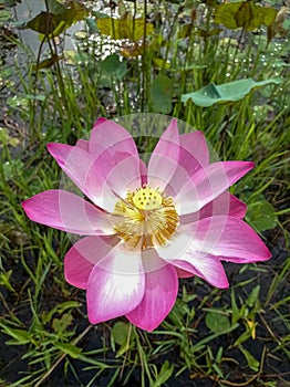 Charming lotus flower its scientific name is Nelumbo nucifera