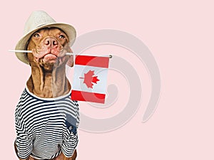 Charming, lovable brown puppy and Canadian flag