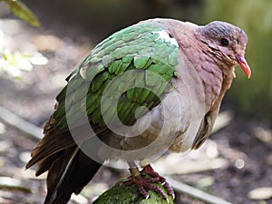 Charming lovely Pacific Emerald Dove.