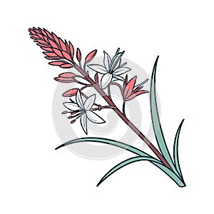 Charming Monkey Grass Flower Design