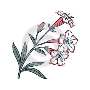 Charming Monkeyflower Artwork