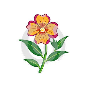 Charming Monkeyflower Colorful Representation