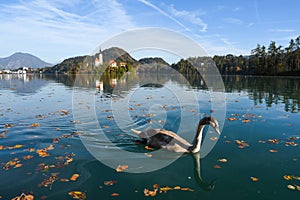 the charming natural scenery of Lake Bled with Alps at background and blue water