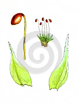 Charming Old Illustration of Moss Plant