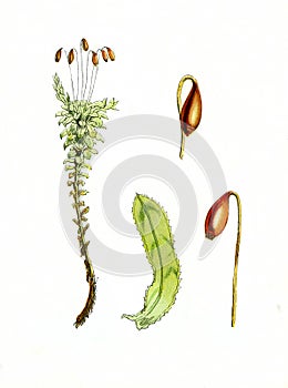 Charming Old Illustration of Moss Plant