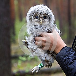 Charming owl nestling in the hands of a man. Ringed bird
