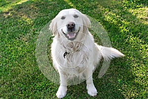 Charming pet. Golden Retriever sitting on the lawn. Friendly, well-mannered, trained dog.