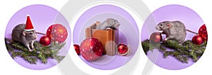 Charming pet. Set of photos of decorative rats dambo in a Santa hat in a wooden box on a lilac background. New Year`s toys. 2020